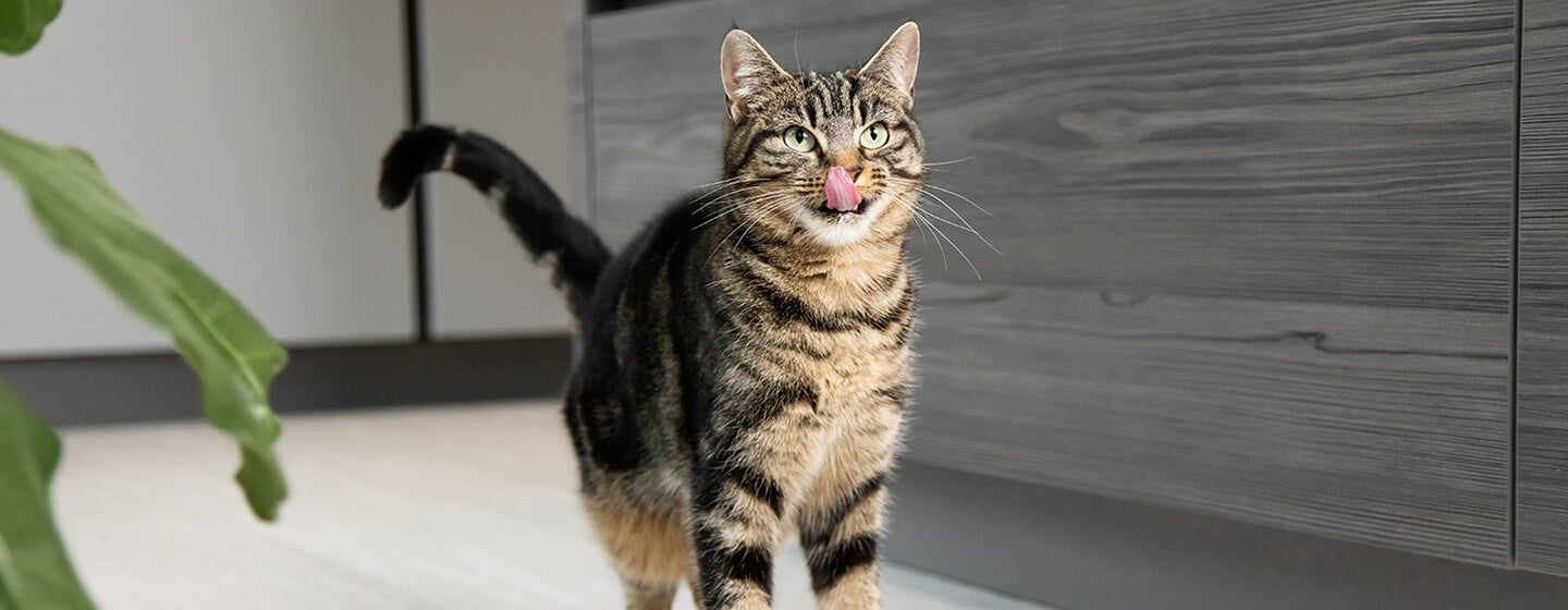 Cat not eating 2024 and licking lips